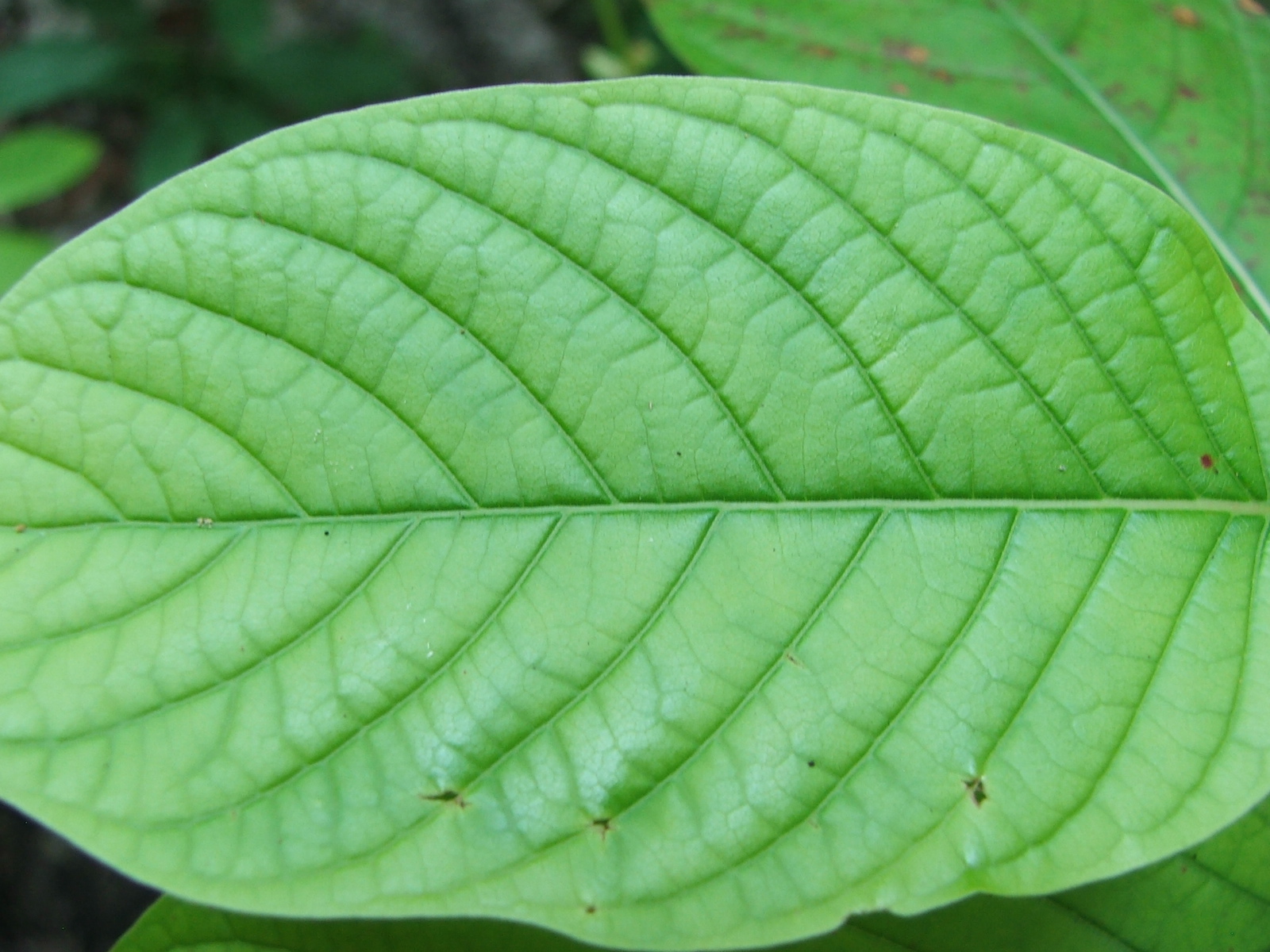 Kratom what to know